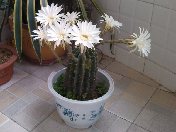 《绽放》摄影  刘新胜