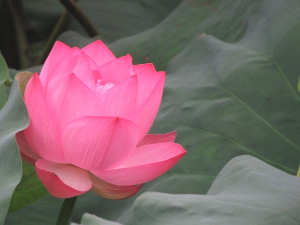 5摄影《荷花》王斌